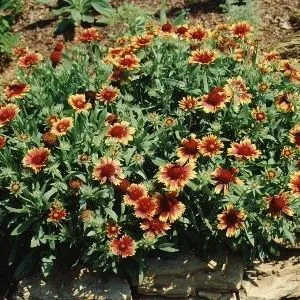 thumbnail for publication: Gaillardia pulchella Blanket Flower, Gaillardia, Firewheel